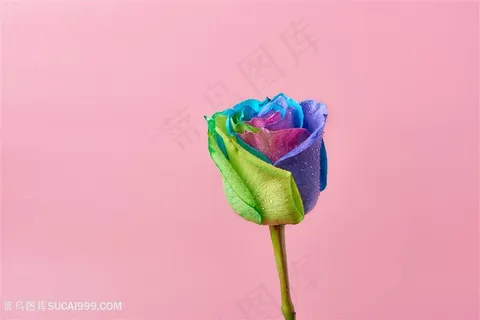 彩色玫瑰七彩玫瑰花图片 彩色玫瑰七彩玫瑰花图片