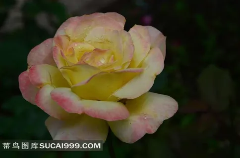 清新高雅的黄色玫瑰