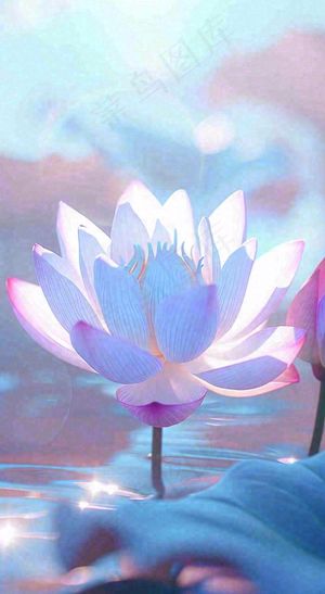 夏日光照莲花蓝色阳光温馨水面，夏至小暑大暑