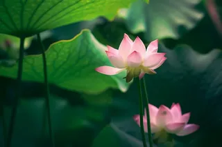 绿色清爽荷花节气背景