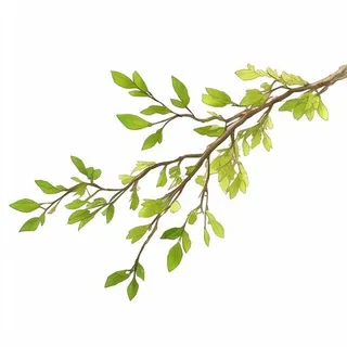 树枝免抠
