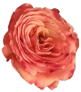 香槟重瓣小朵多头玫瑰免抠摄影师拍实物花朵元素素材