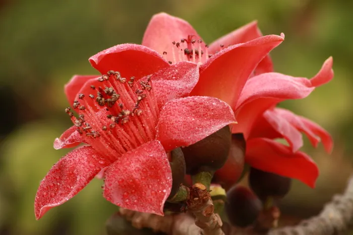 木棉花高清图片素材