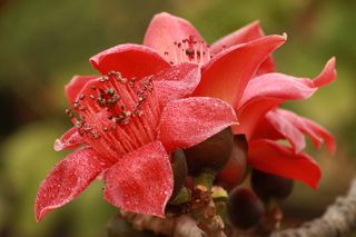 木棉花高清图片素材