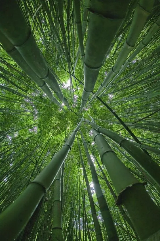 竹林背景素材