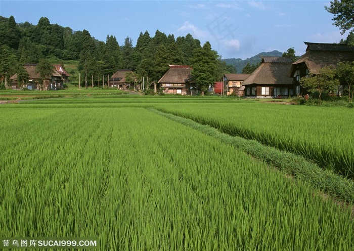 平原草原-水稻旁的房子