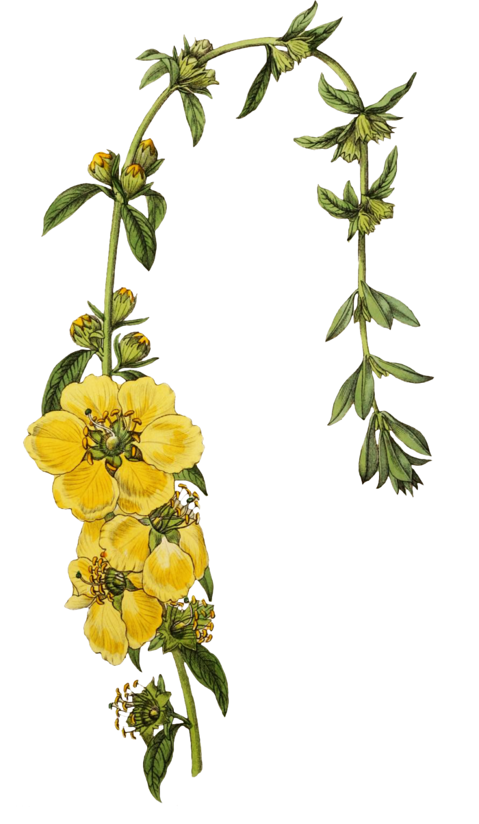 复古手绘植物花卉玫瑰花PNG免扣图案高清图片PS设计素材图