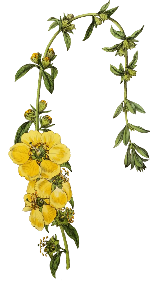 复古手绘植物花卉玫瑰花PNG免扣图案高清图片PS设计素材图