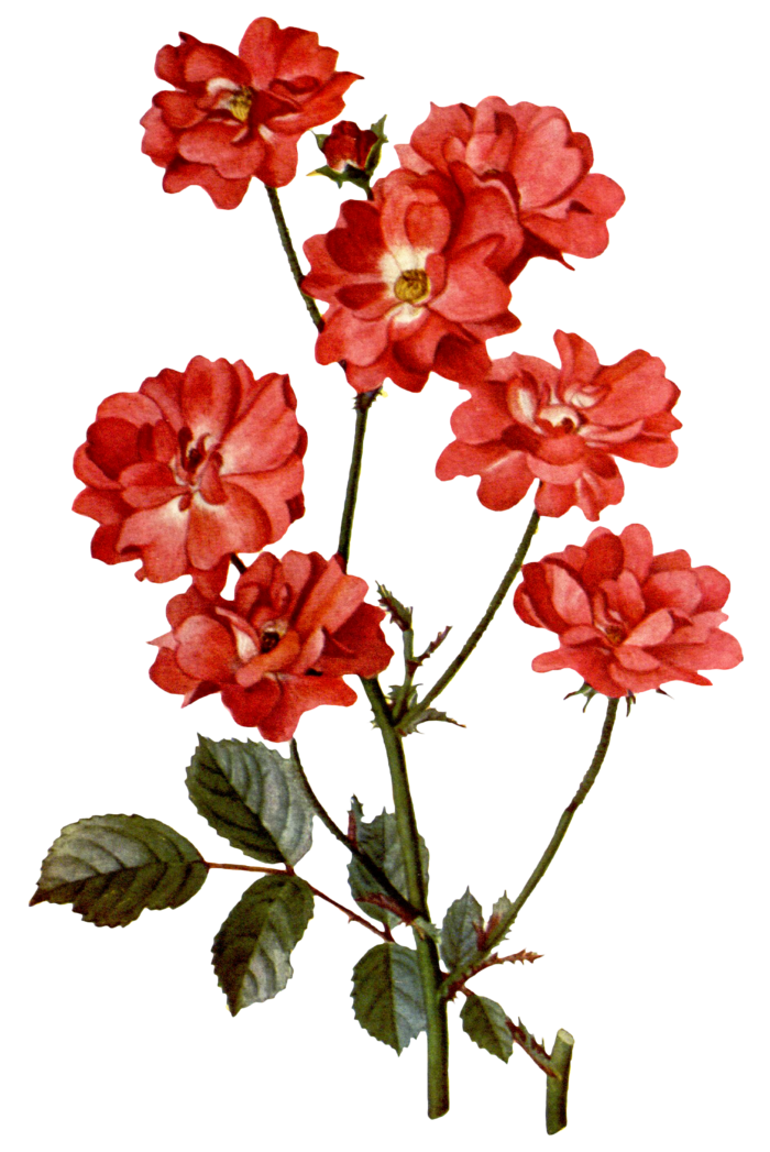 复古手绘植物花卉玫瑰花PNG免扣图案高清图片PS设计素材图