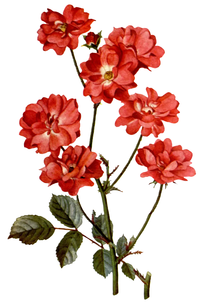 复古手绘植物花卉玫瑰花PNG免扣图案高清图片PS设计素材图