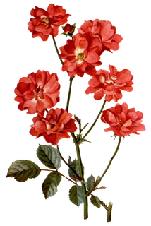 复古手绘植物花卉玫瑰花PNG免扣图案高清图片PS设计素材图