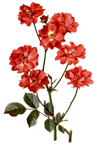 复古手绘植物花卉玫瑰花PNG免扣图案高清图片PS设计素材图