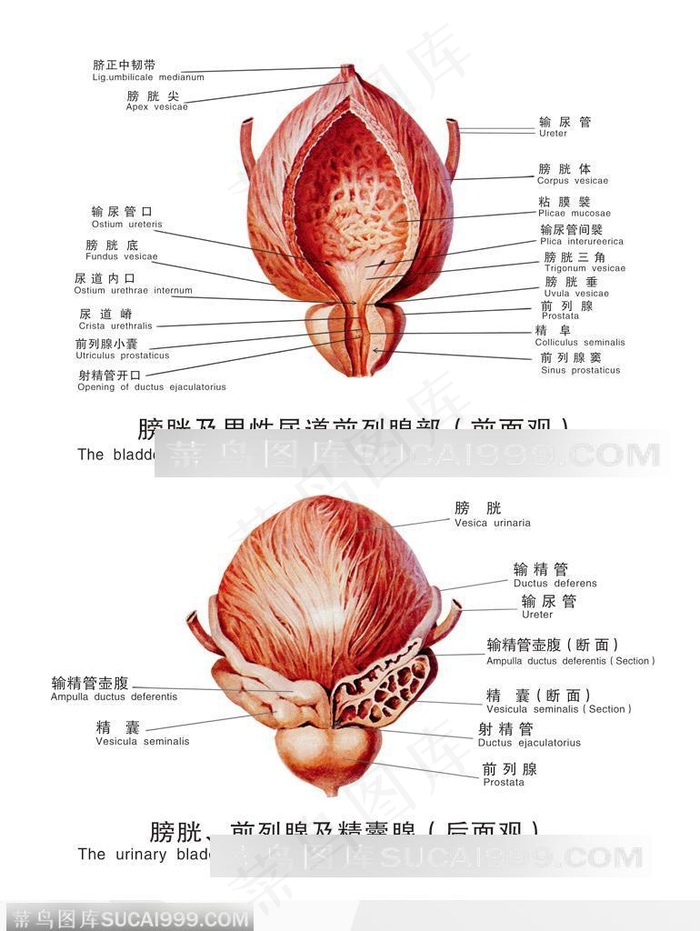 人体解剖男性器官--膀胱及男性尿道前列腺部