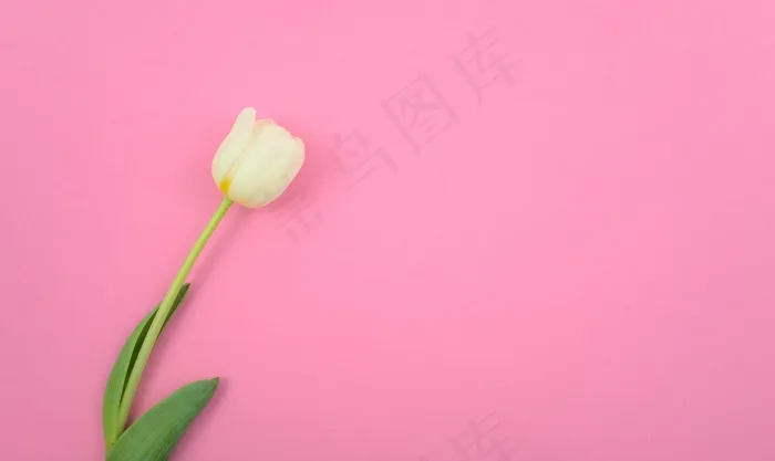 郁金香, 花, 背景, 复制空间, 粉色的, 白色郁金香