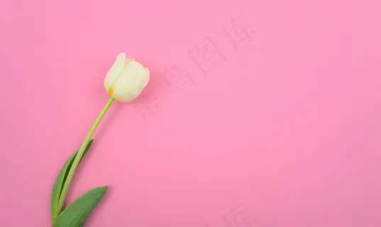 郁金香, 花, 背景, 复制空间, 粉色的, 白色郁金香 郁金香, 花, 背景, 复制空间, 粉色的, 白色郁金香