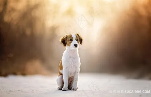 乖巧可爱宠物狗狗图片