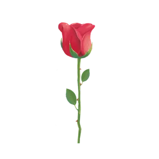 鲜花玫瑰免扣素材