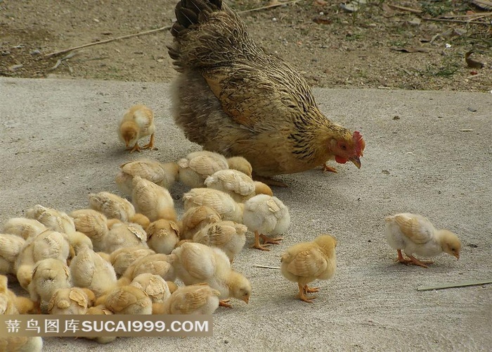人与自然 陪伴母鸡的一群小鸡