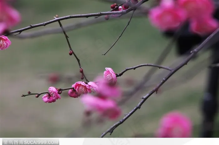 梅花情缘-盛开的粉色梅花