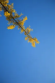 唯美银杏叶特写