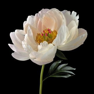 超高清芍药特写鲜花图片