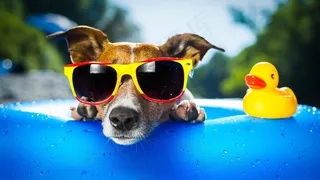 夏天夏季戴墨镜小狗小黄鸭