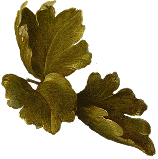 复古油画质感宫廷花卉植物花朵鲜花拼贴图案PNG免抠图片设计素材