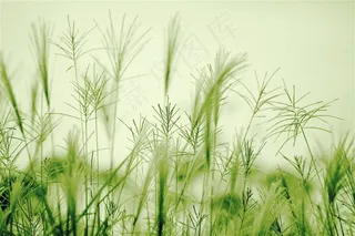 唯美的野草图片高清素材