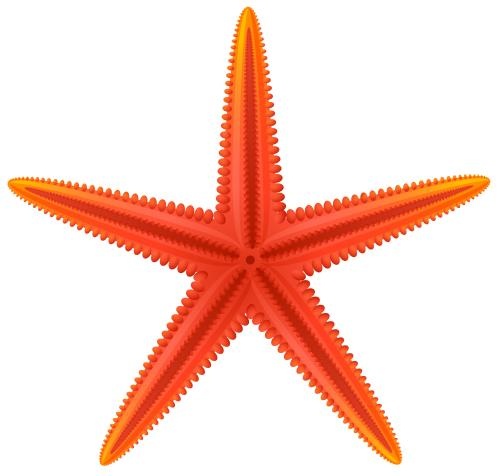 海星 PNG免抠(500x476)