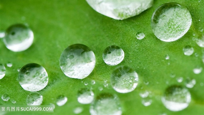 水珠树叶壁纸