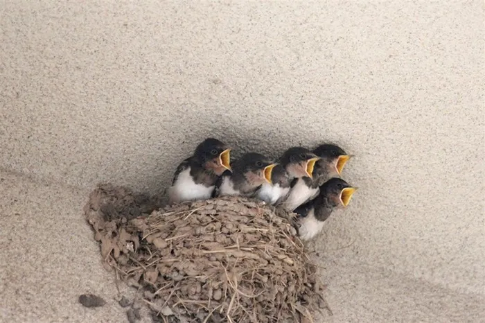 刚出生的小燕子等妈妈
