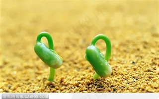 黄土地上长出的嫩芽