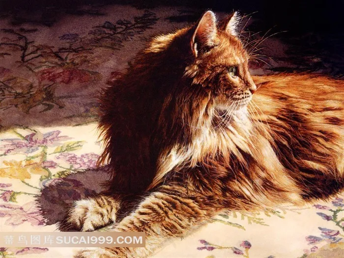 地毯上的小猫插画素材