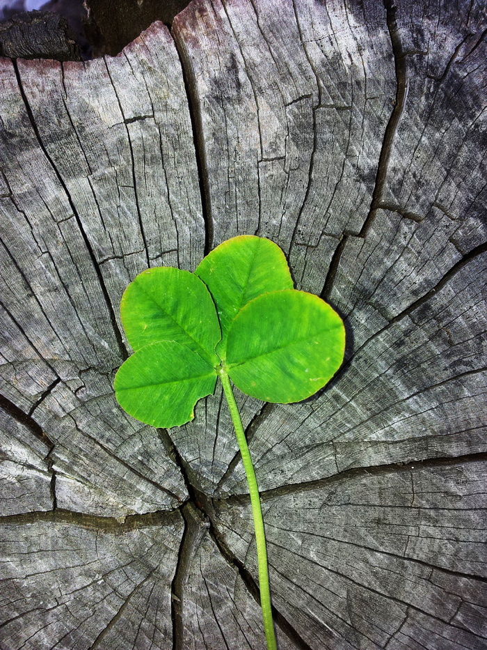 木桩四叶草图片