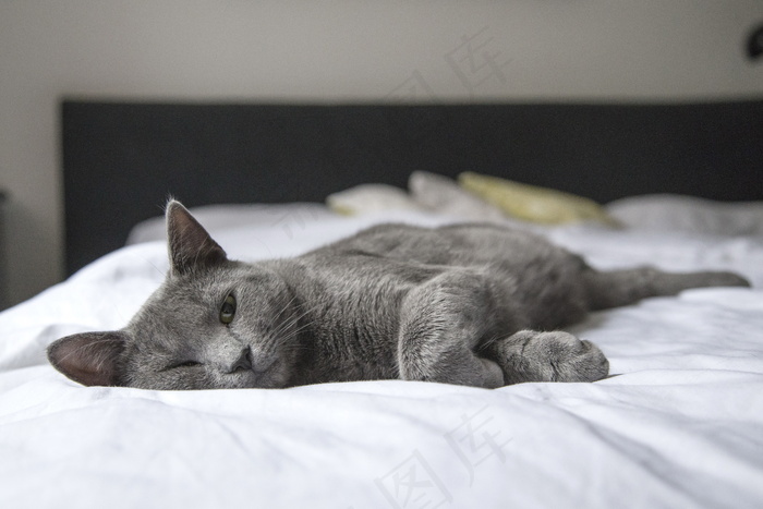 慵懒小猫图片