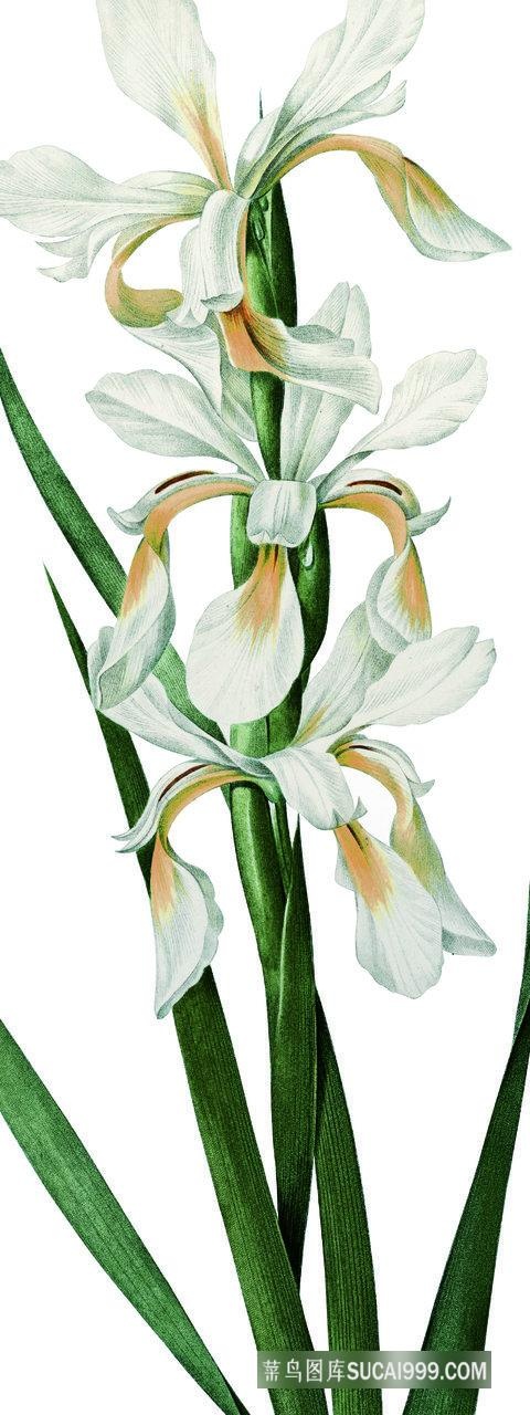 高清植物花卉装饰画