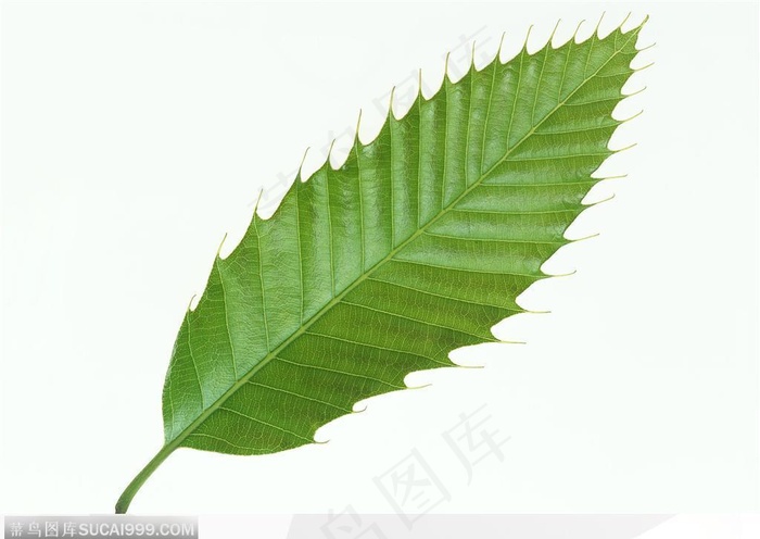 漂亮树叶-翠绿色的椭圆形树叶