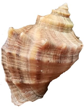 浅棕色花斑海螺壳贝壳免抠实拍摄影素材元素