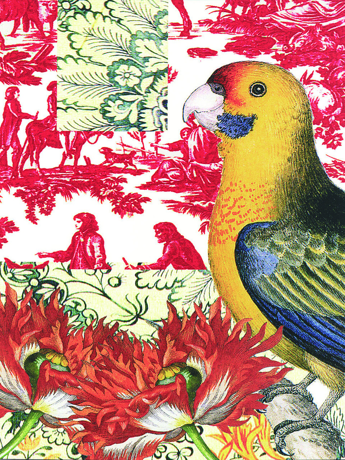 鹦鹉手绘水彩插画