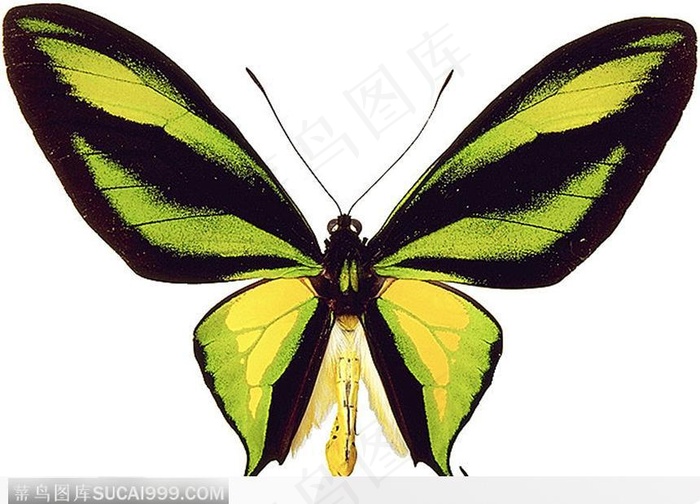 蝴蝶标本（绿蝴蝶）