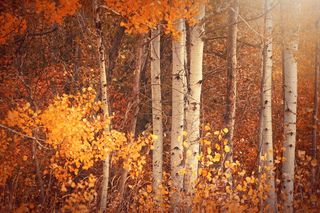 秋天树木唯美风景图片