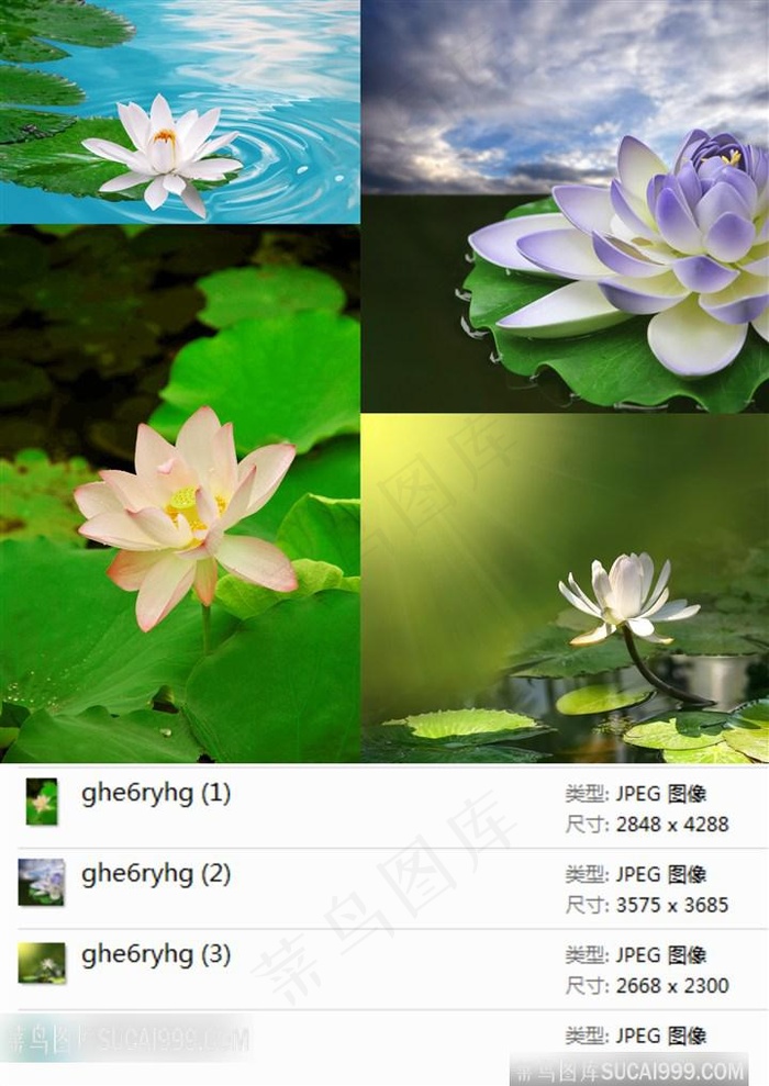 漂亮的荷花摄影素材