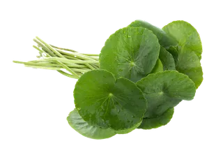 金钱草超市商品白底图免抠实物摄影png格式图片透明底