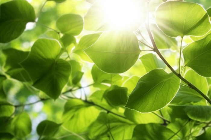 阳光从树叶洒下来光影光圈摄影背景