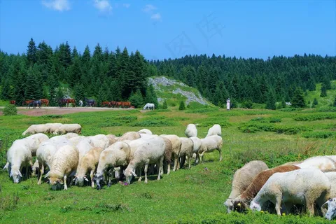 山地放牧羊群图片 山地放牧羊群图片