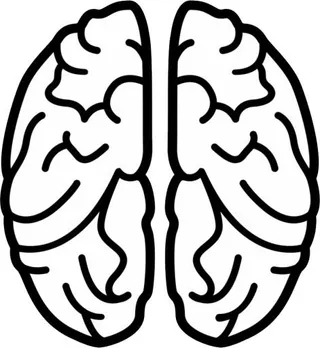 大脑 PNG免抠