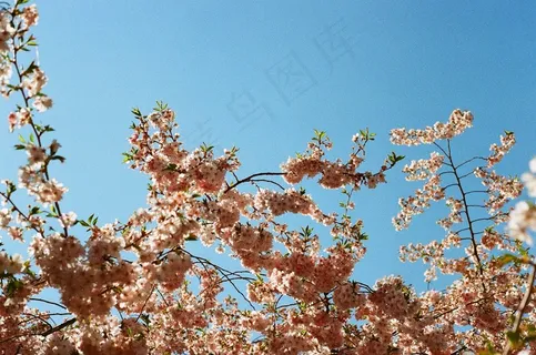 蓝色天空樱花图片 蓝色天空樱花图片