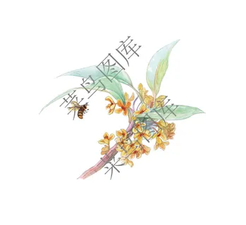 桂花高清图 桂花高清图