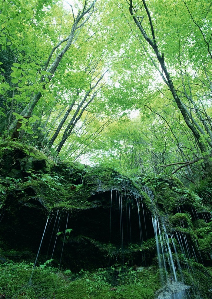 森林风景仰视摄影图片