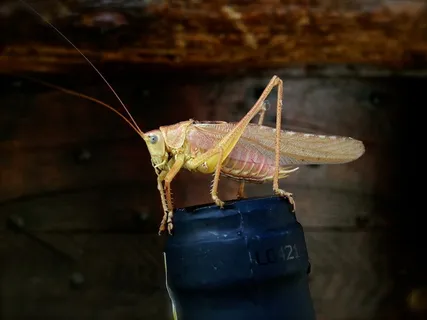 形态各异的蝗虫图片